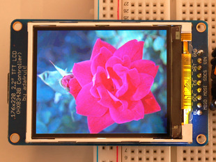 TFT showing image of rose